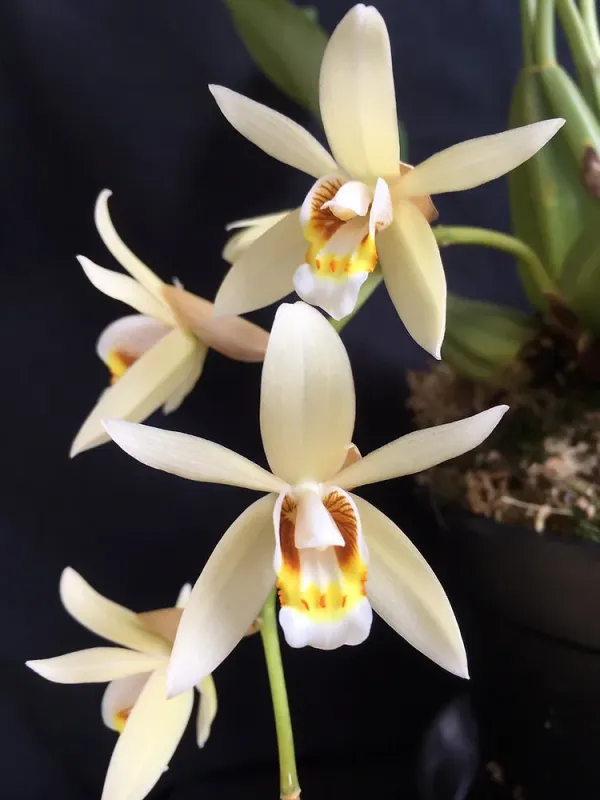 Coelogyne flaccida