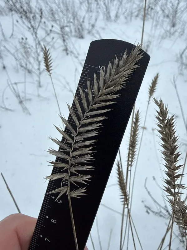Crested wheatgrass