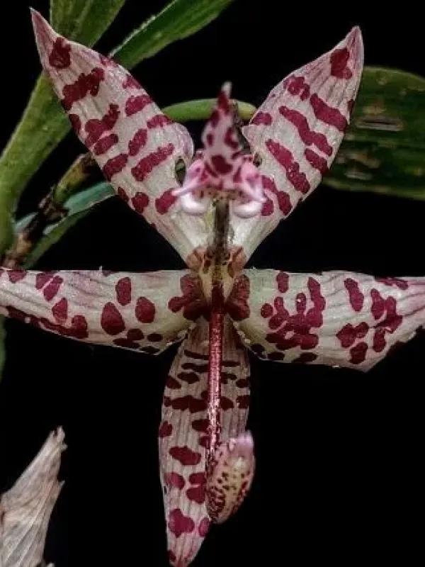 Cycnoches pentadactylon