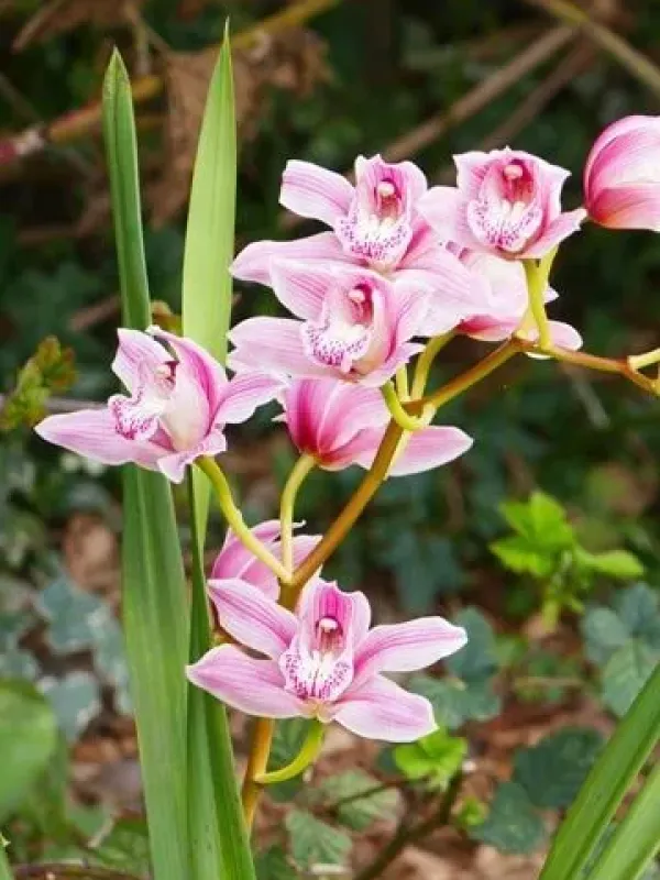 Cymbidium insigne