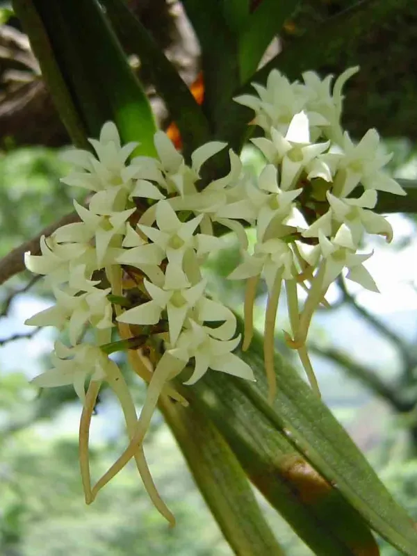 Cyrtorchis belloneorum