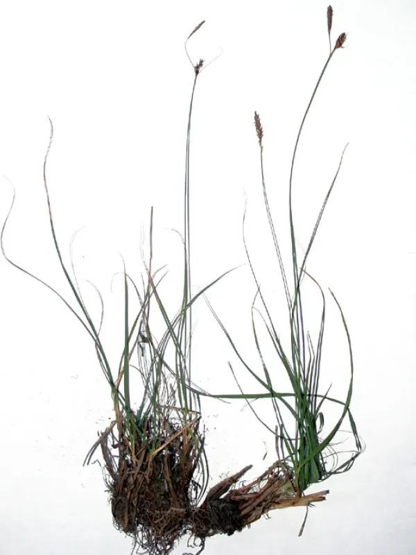 Fringed Sedge