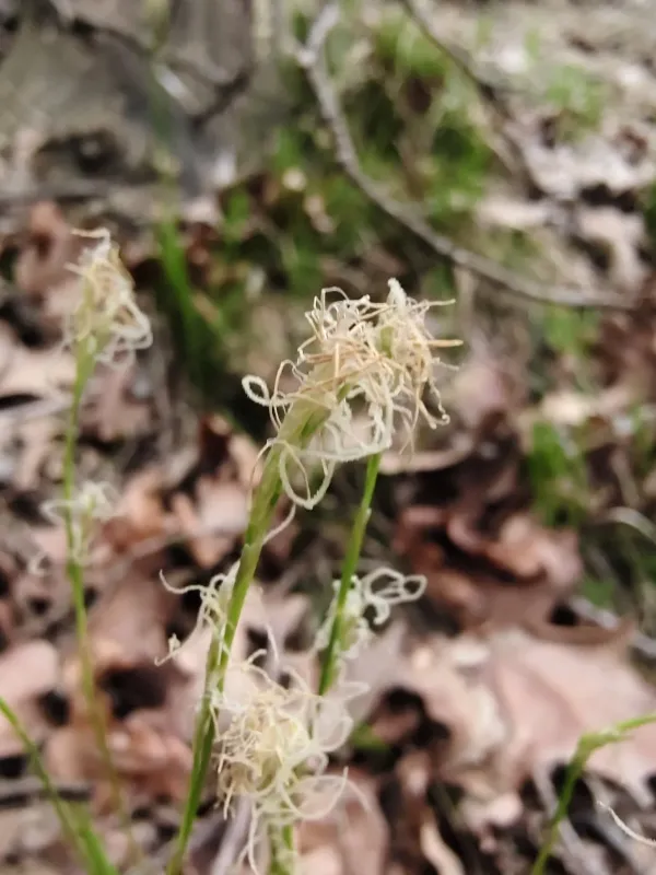 White sedge