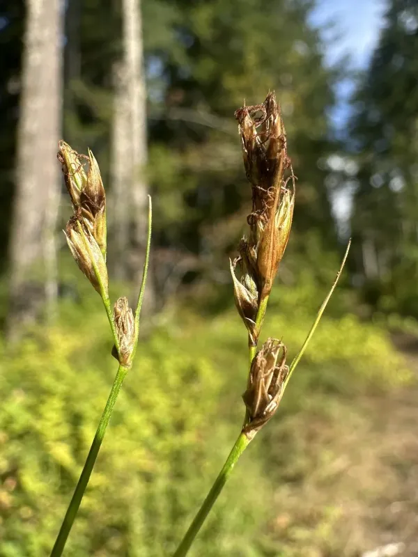 Foothill sedge