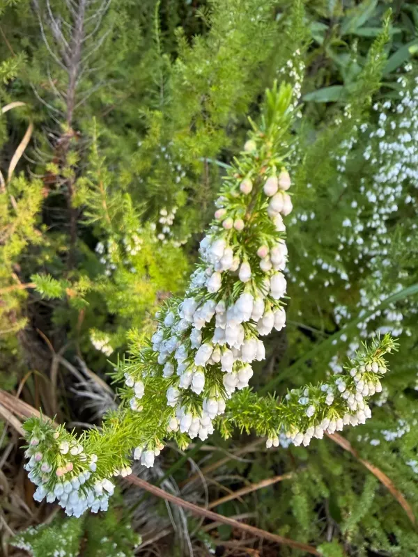 Portuguese heath