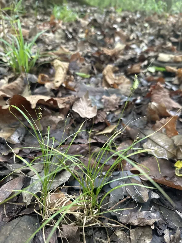 Social sedge