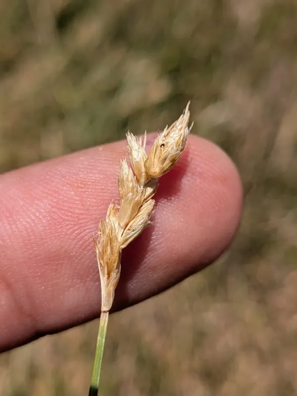 Carex praegracilis