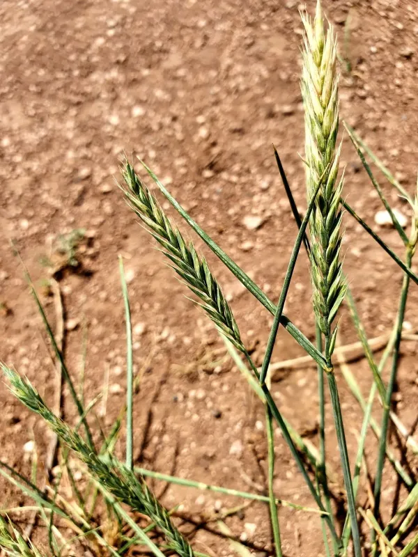 Crested wheatgrass