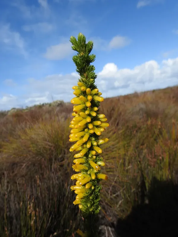 Erica patersonia