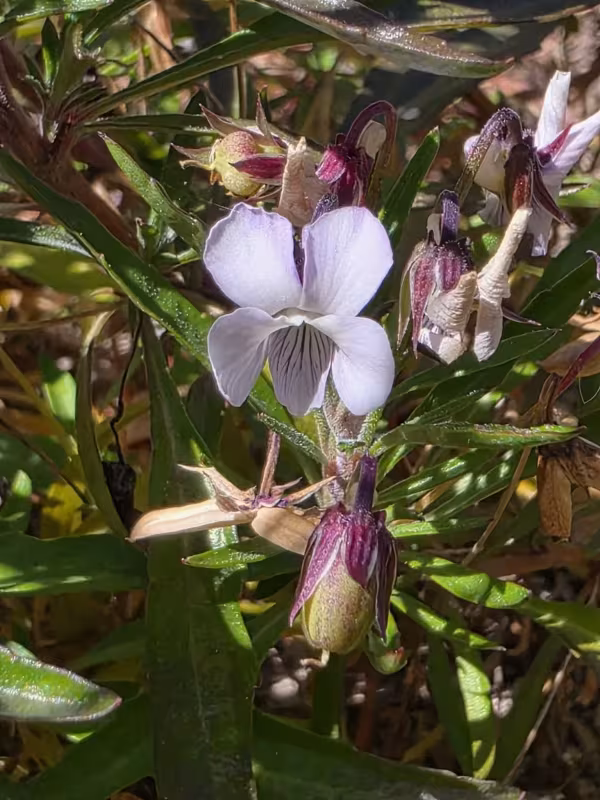 Tree violet