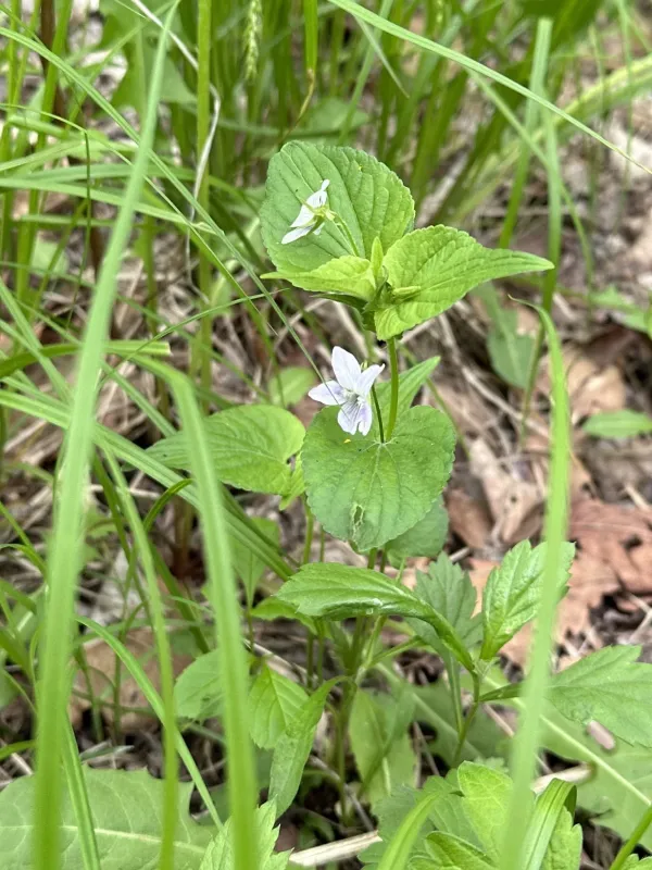 Viola acuminata