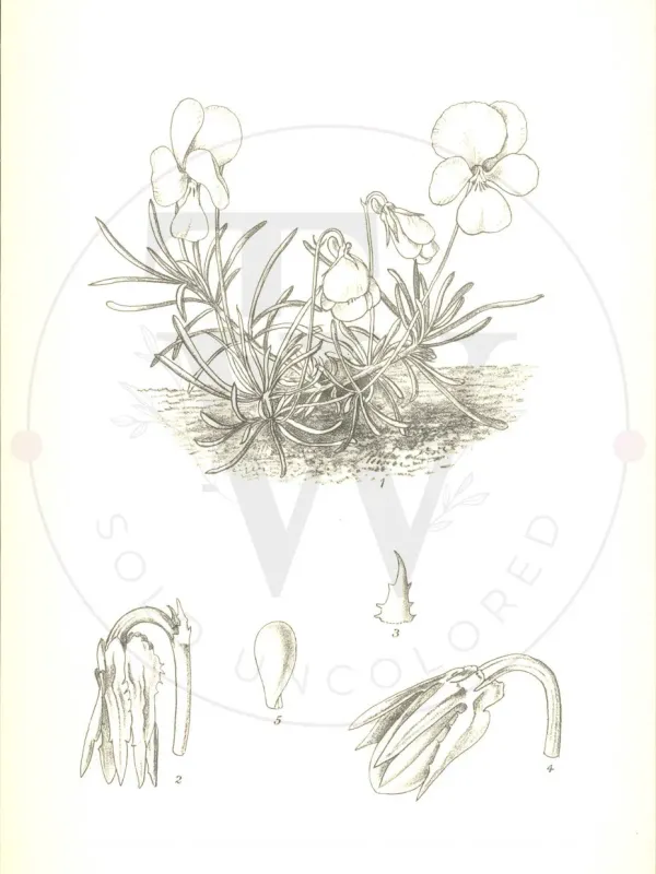 Viola allchariensis