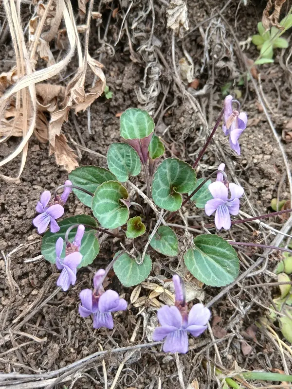 Variegated violet