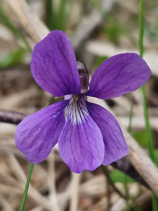 Bog violet