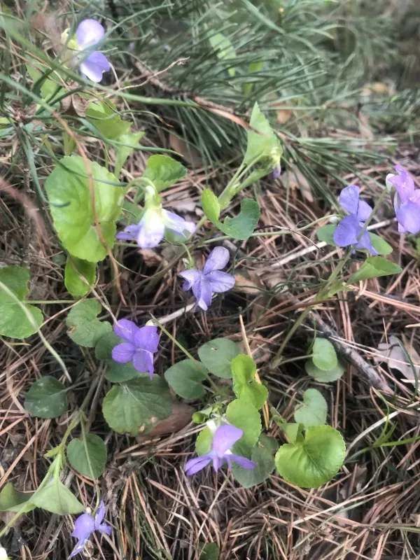 Sakhalin violet