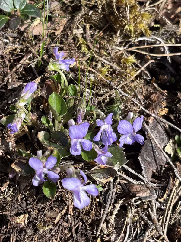 Teesdale violet