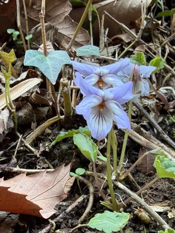 Bisset's violet