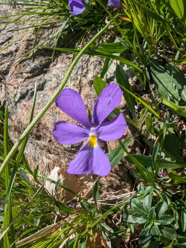Bertoloni's violet