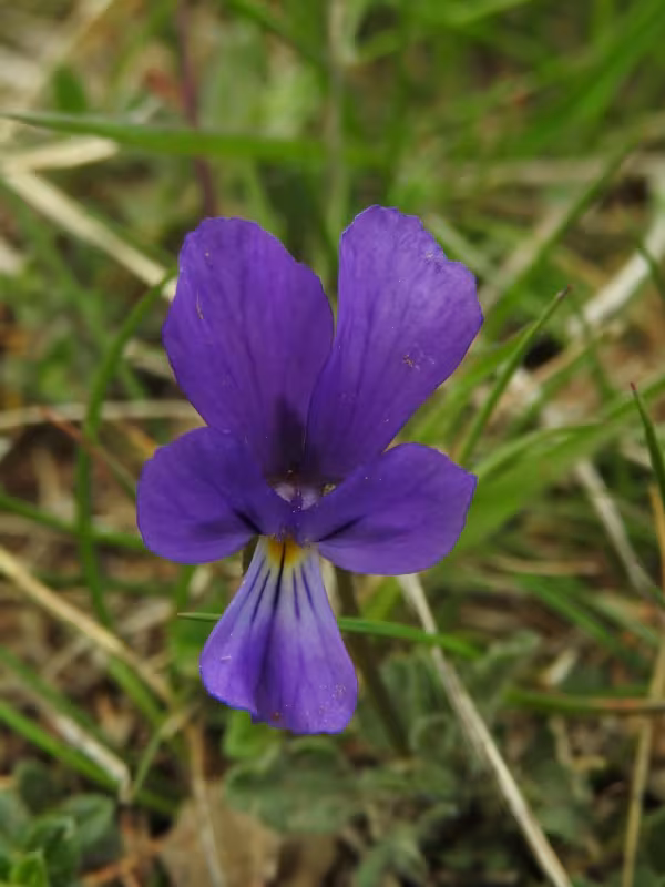 Bubani's violet