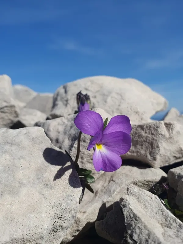 Cenis violet