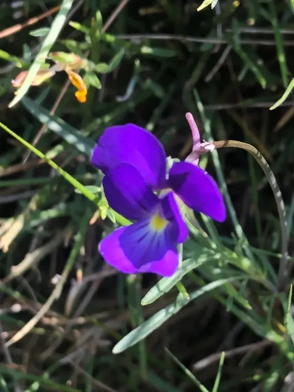 Corsican violet