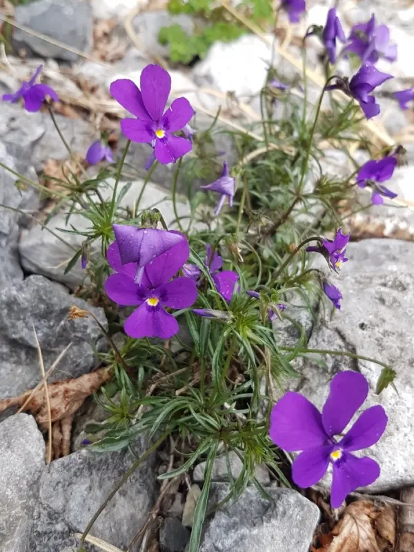Duby's violet