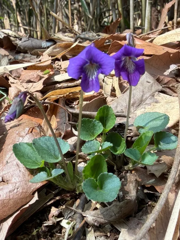 Blunt-leaved violet