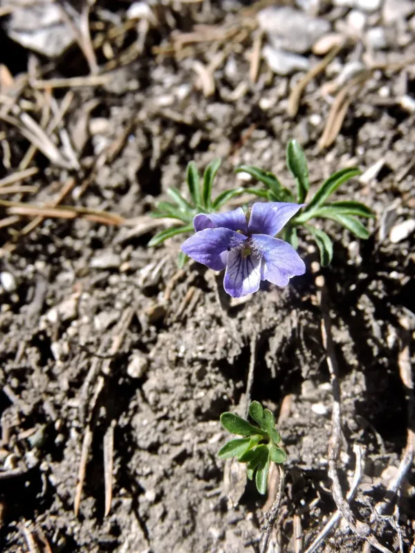 Feathered violet