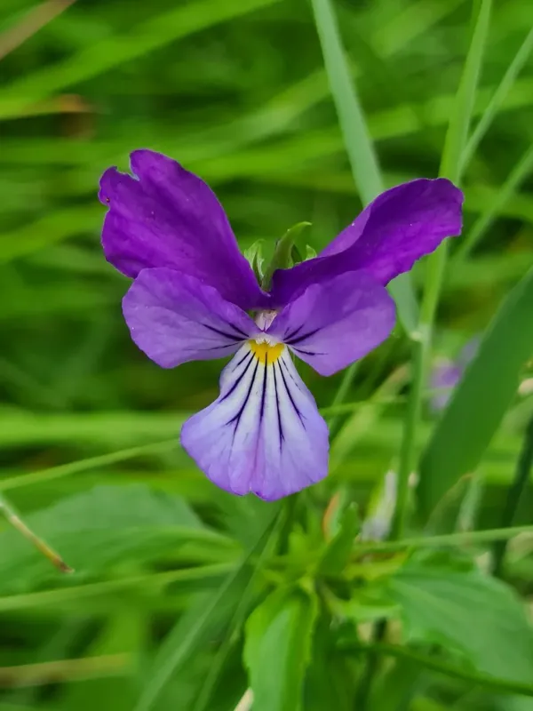 Dacian violet