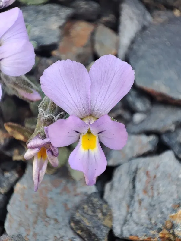 Diverse-leaved violet