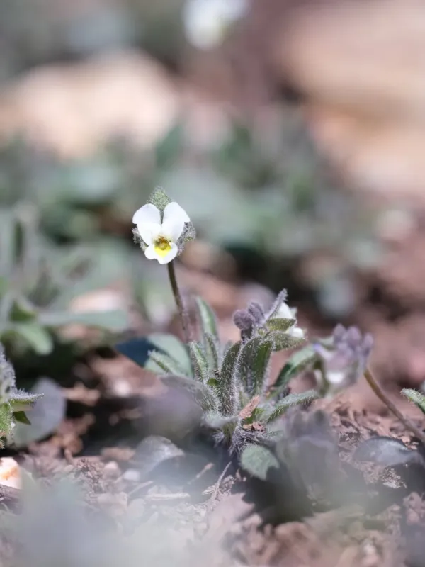 Dwarf pansy