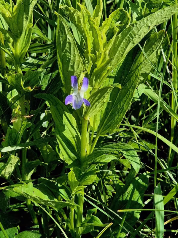 Viola elatior