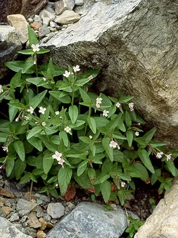 Epilobium foucaudianum