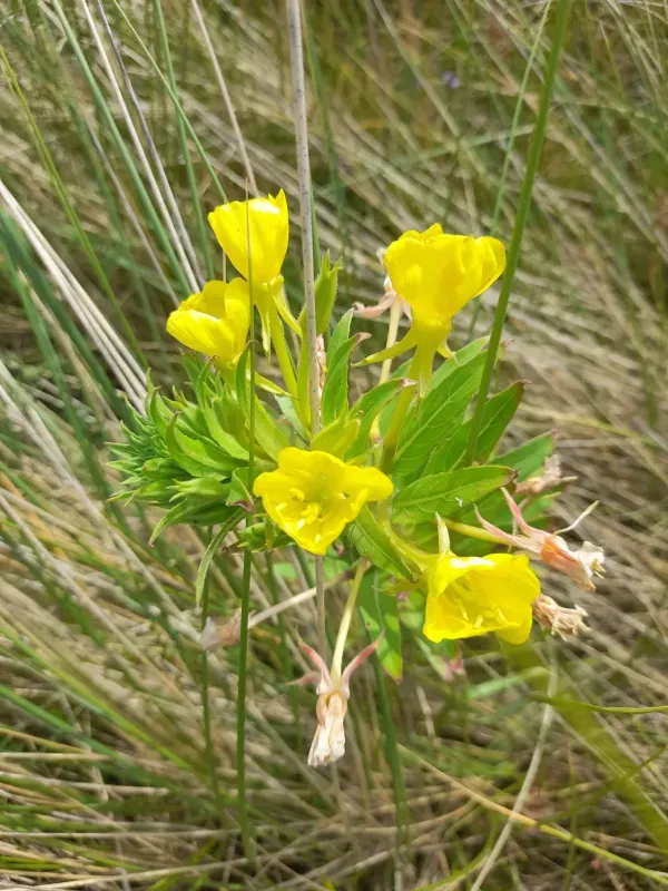 Oenothera ammophila