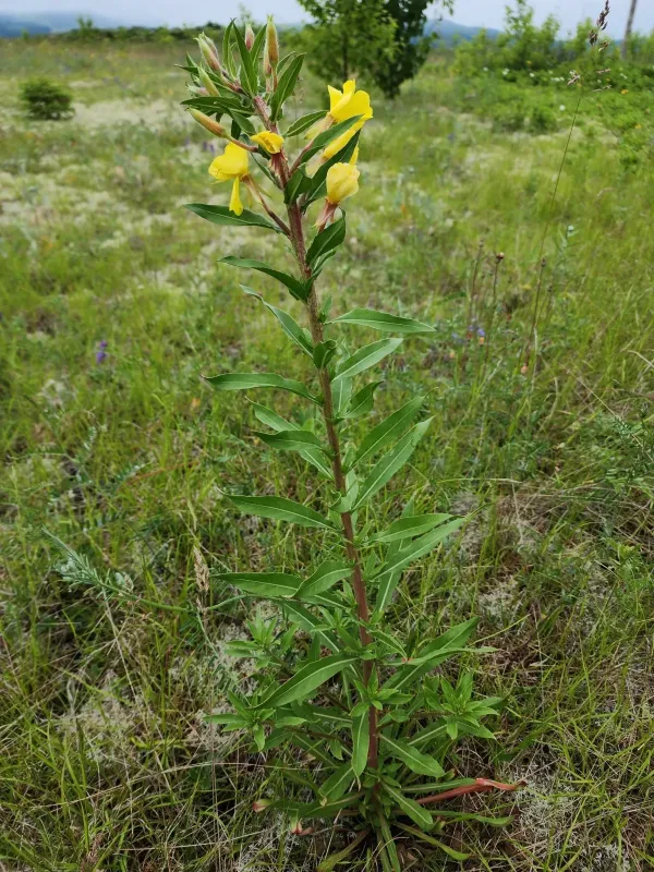 Narrow-leaved evening primrose