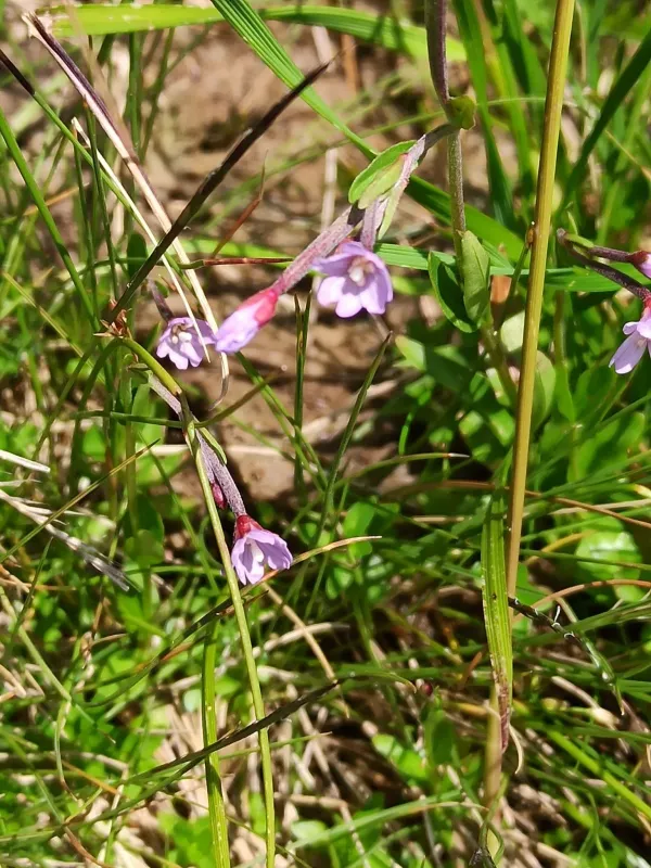 Nodding willowherb