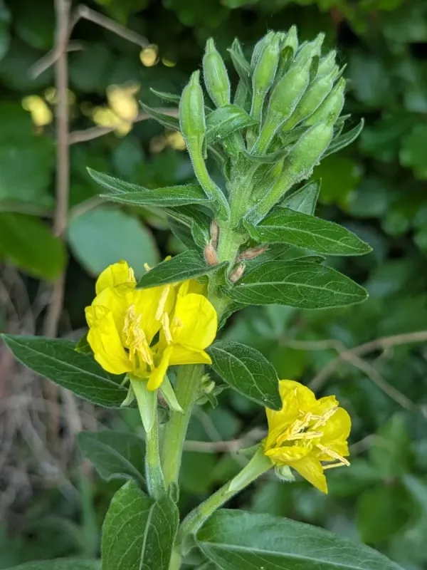 Oenothera atrovirens