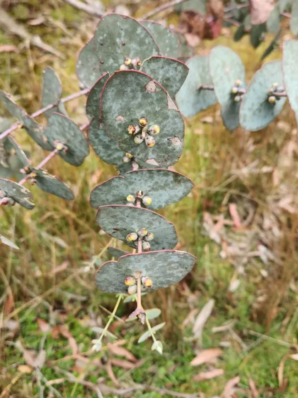 Eucalyptus perriniana