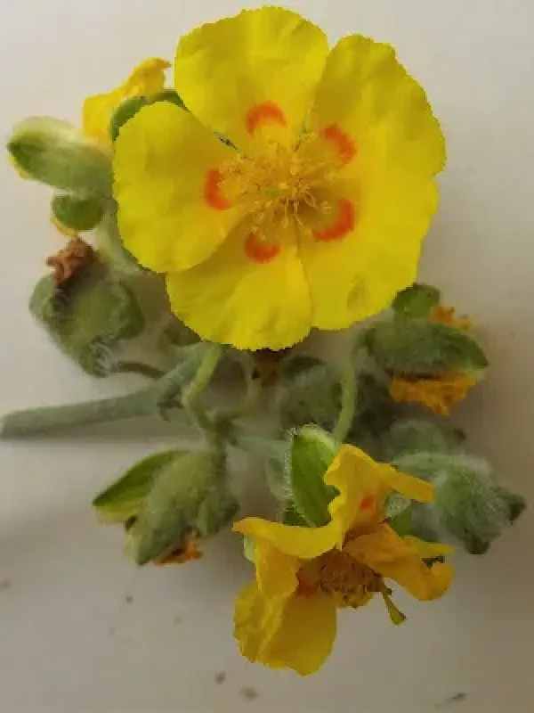 Felty-leaved rockrose