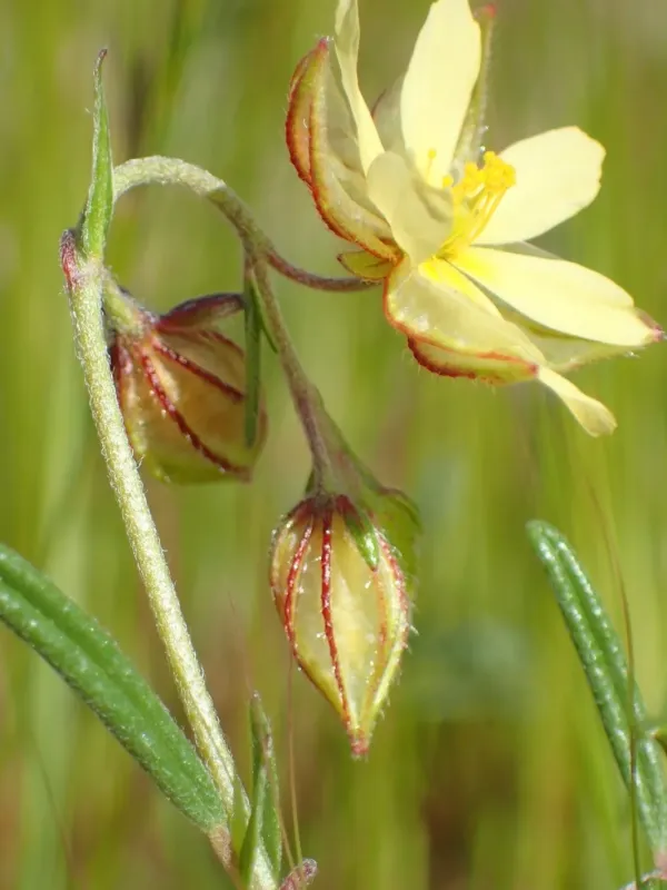 Egyptian rockrose