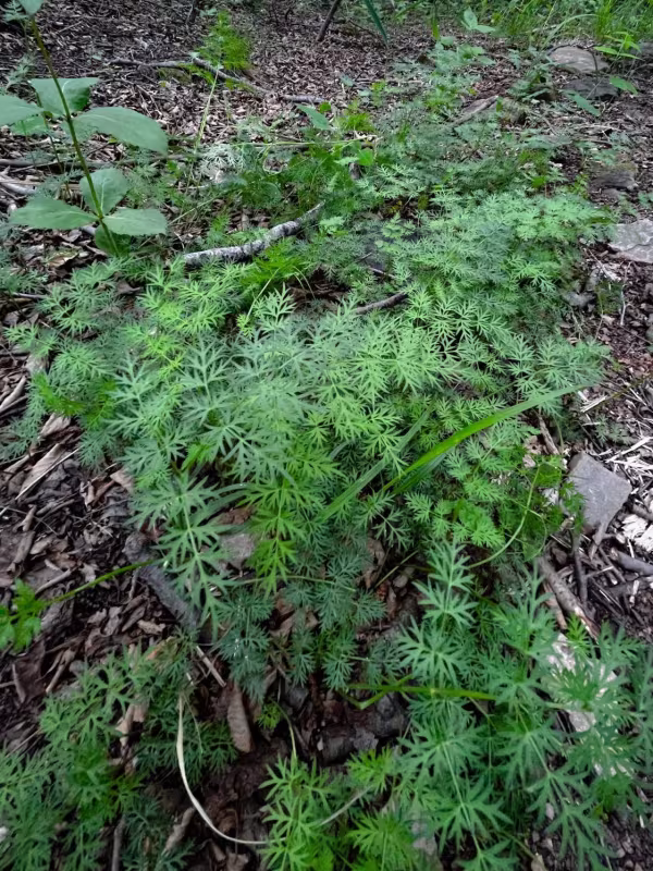 Ligusticum tachiroei