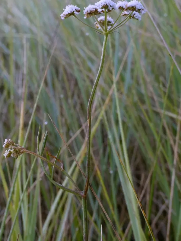 Lachenal's water dropwort