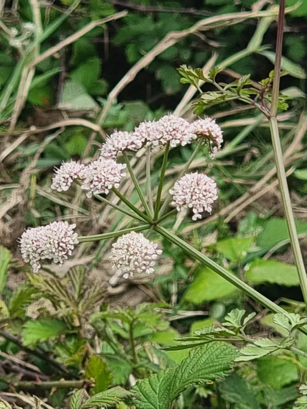 Oenanthe divaricata