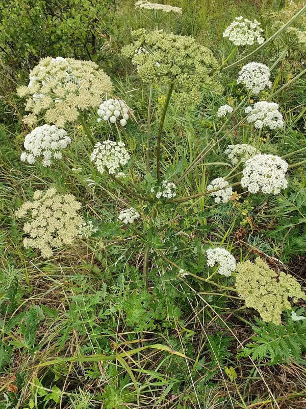 Seseli longifolium