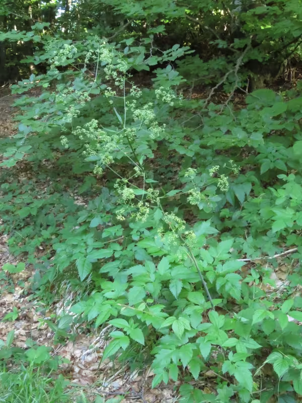 Trochiscanthes nodiflora