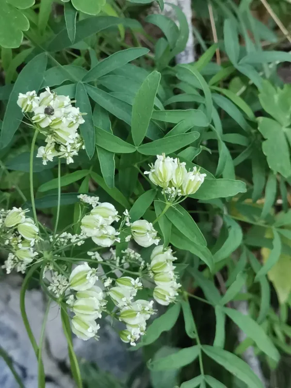 Laserpitium peucedanoides
