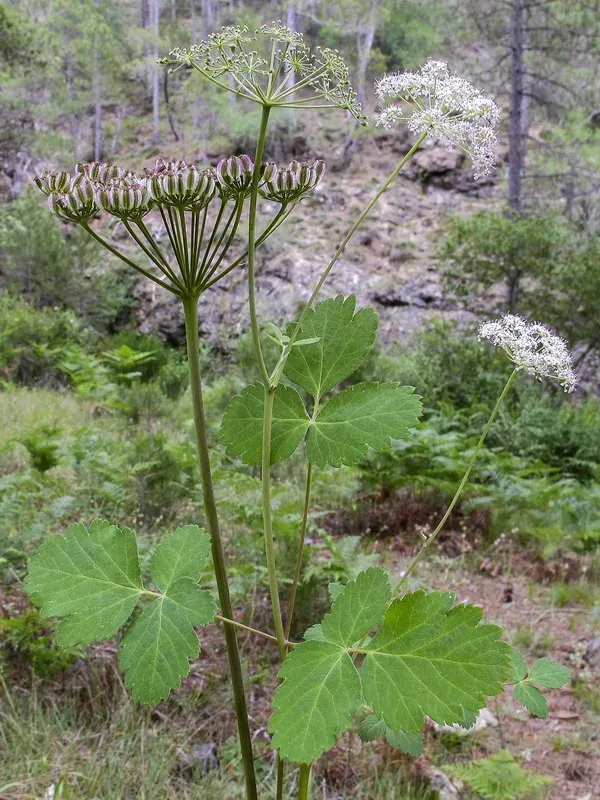 Thapsia nestleri