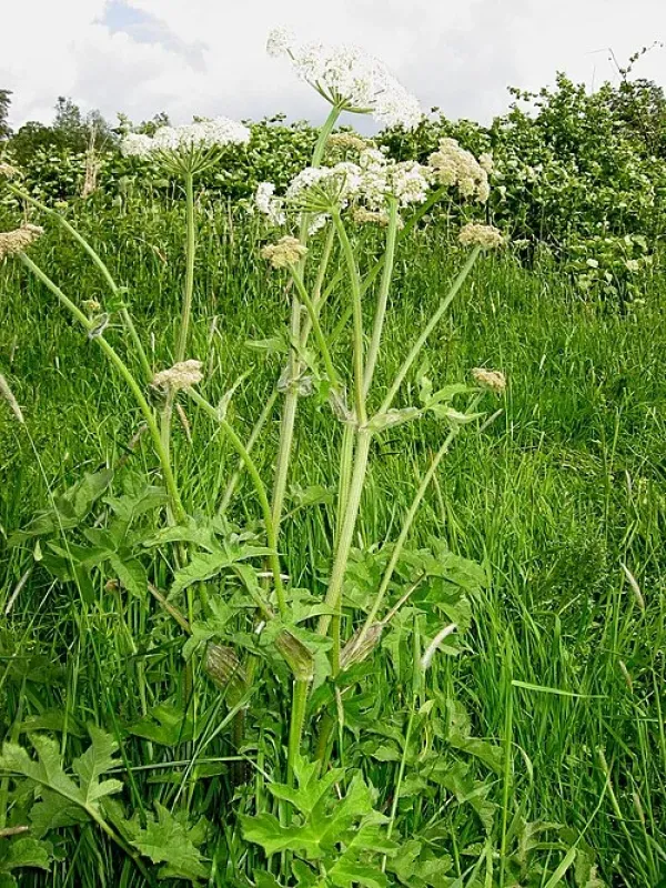 Bristly Hogweed