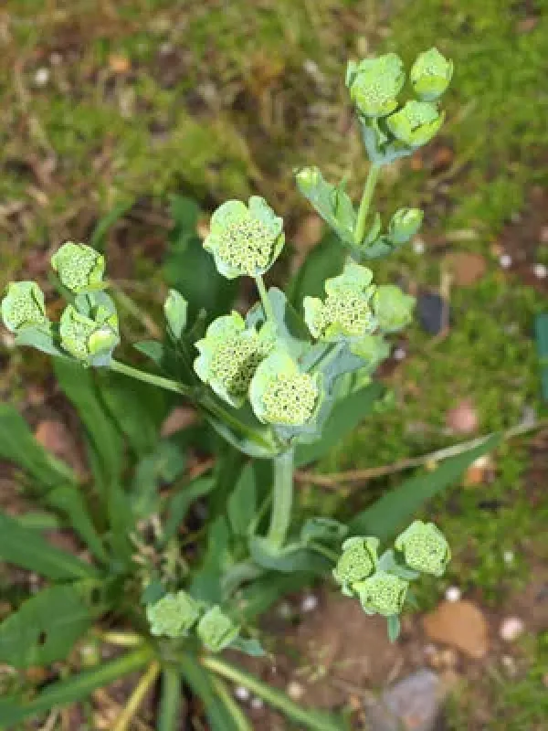 Bupleurum angulosum