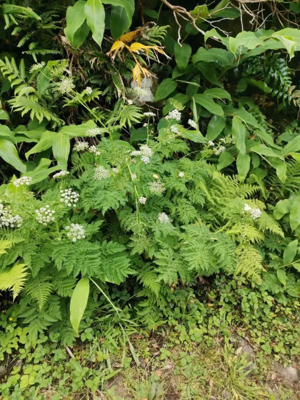 Azorean chervil